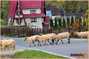 56. Rajd Żubrów | Fot. Marcin Kaliszka